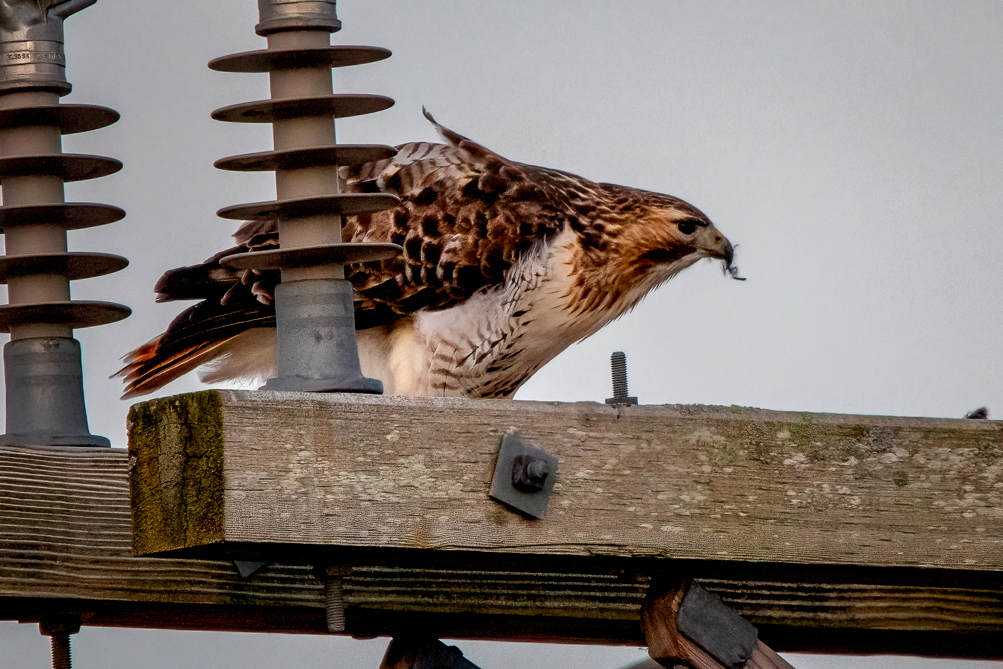 red-tailed hawk and vole