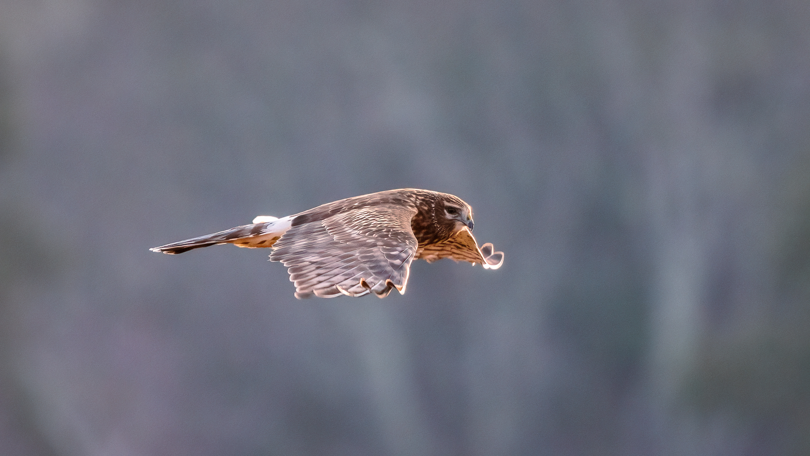 Northern harrier soaring